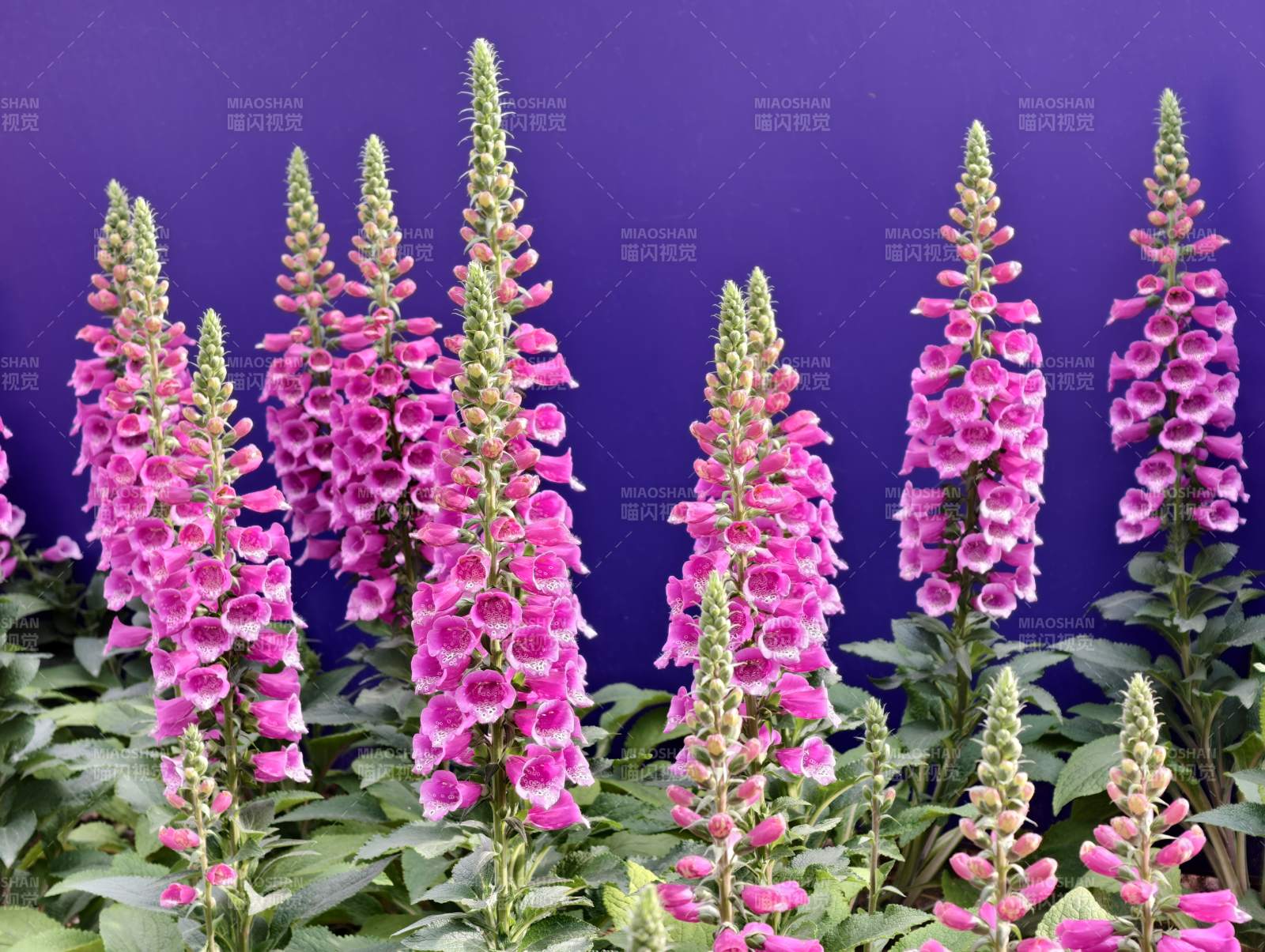 紫墙前的粉红花穗 紫竹院公园 毛地黄图片