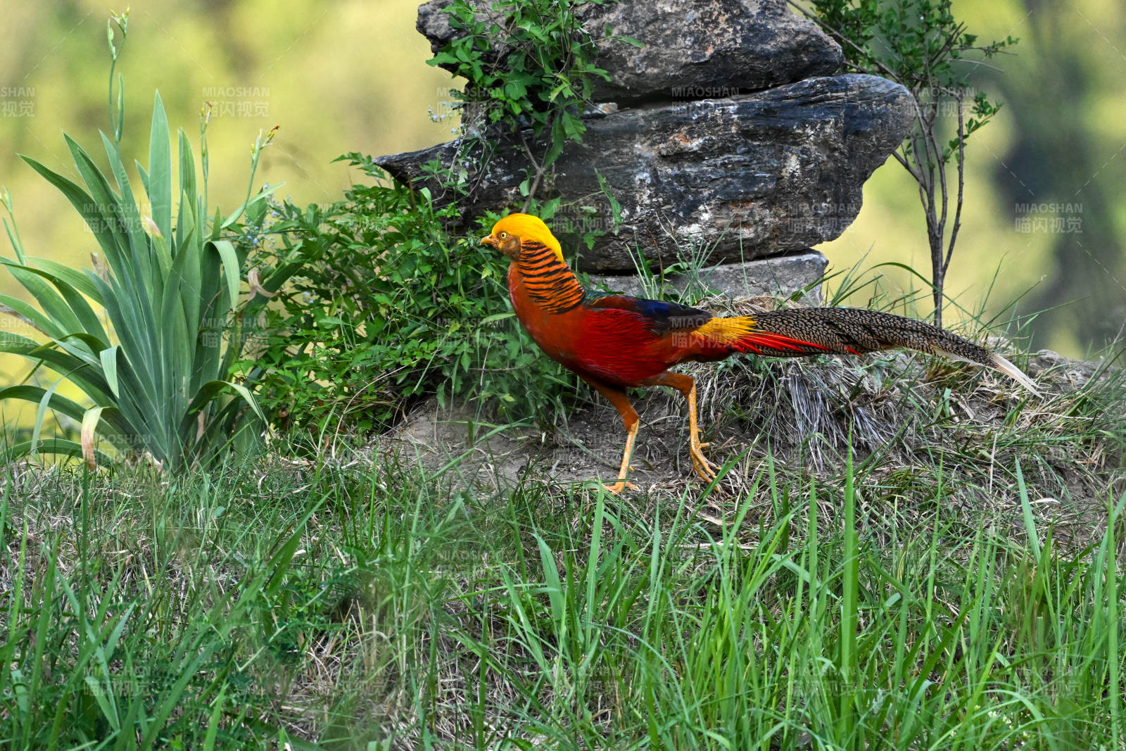 金红锦鸡立石旁图片