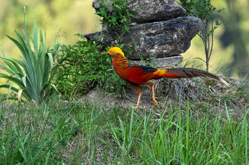 金红锦鸡立石旁图片
