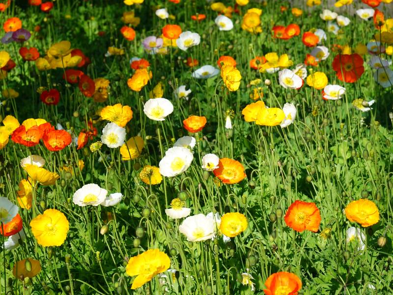 花海绚烂 色彩斑斓如锦图片