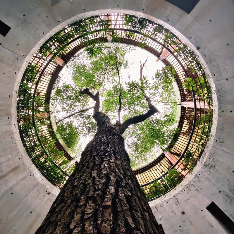 树穿圆井 绿意冲天图片