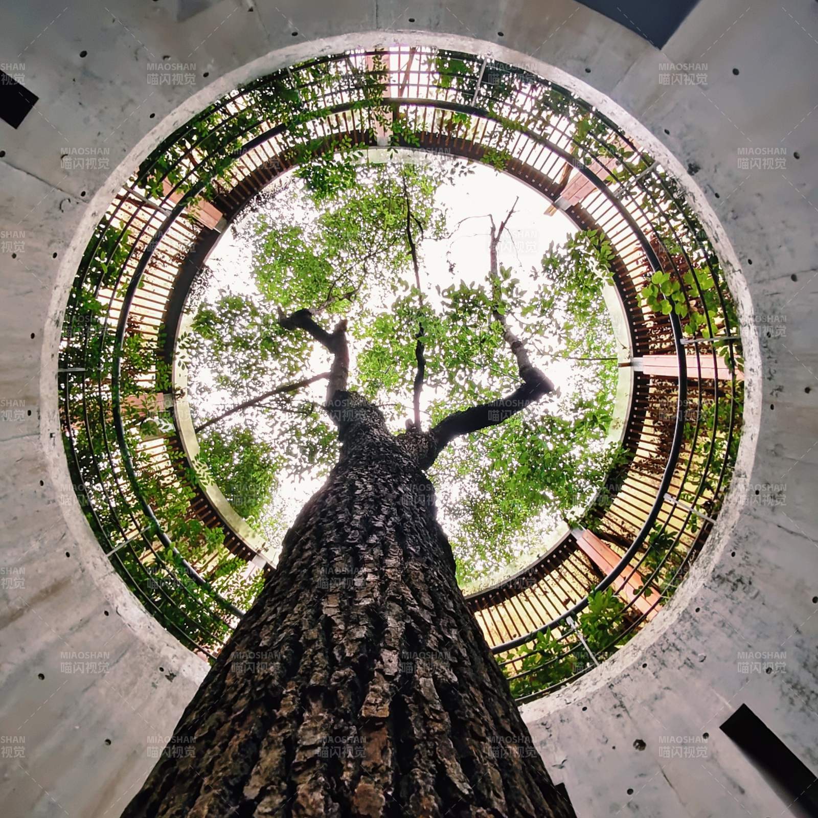 树穿圆井 绿意冲天图片