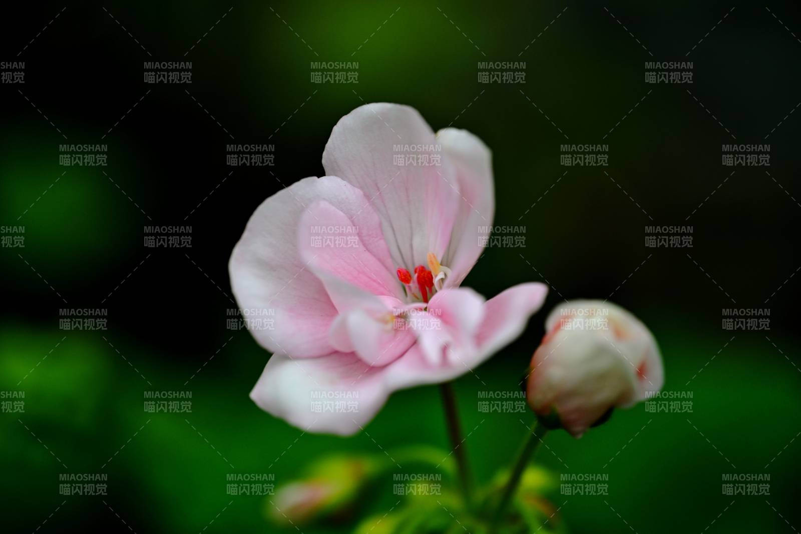 粉花绽放 绿意朦胧图片