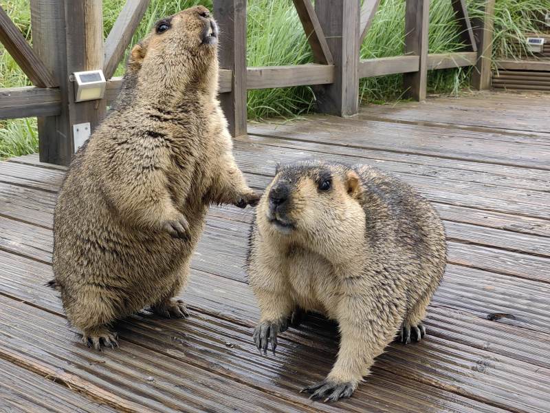 土拨鼠站台互动萌态十足图片