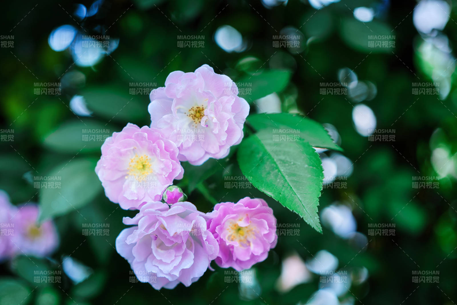 粉蔷薇绽放绿意间图片