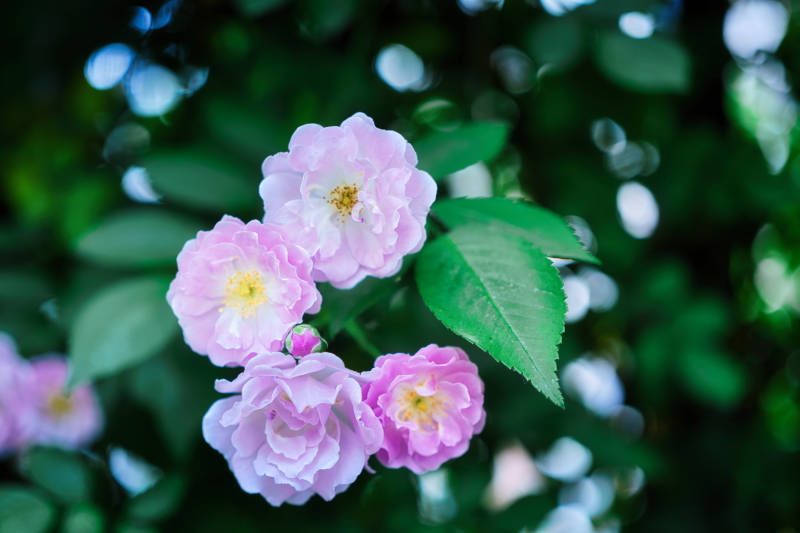 粉蔷薇绽放绿意间图片