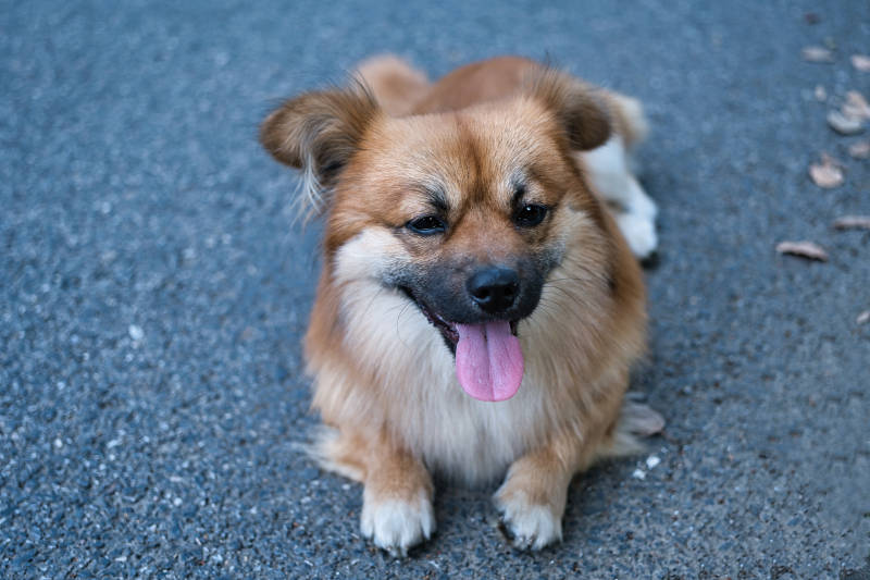 吐舌萌犬坐地望镜头图片