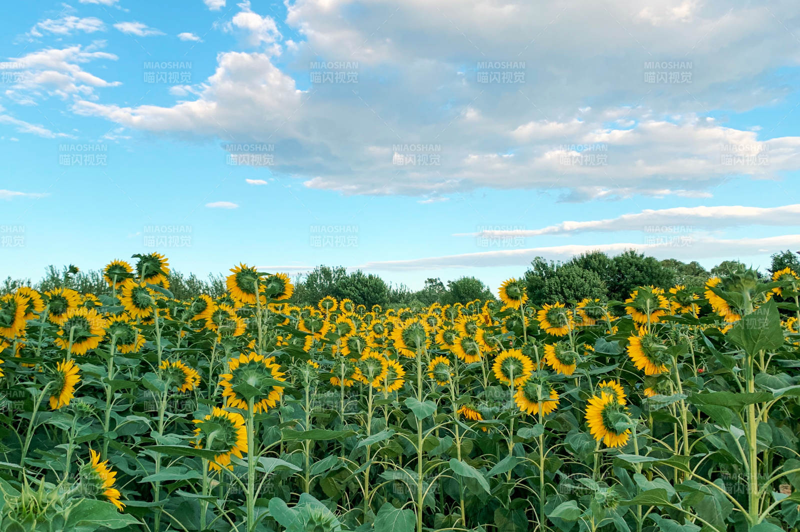 向日葵花海映蓝天图片