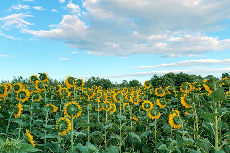 向日葵花海映蓝天图片