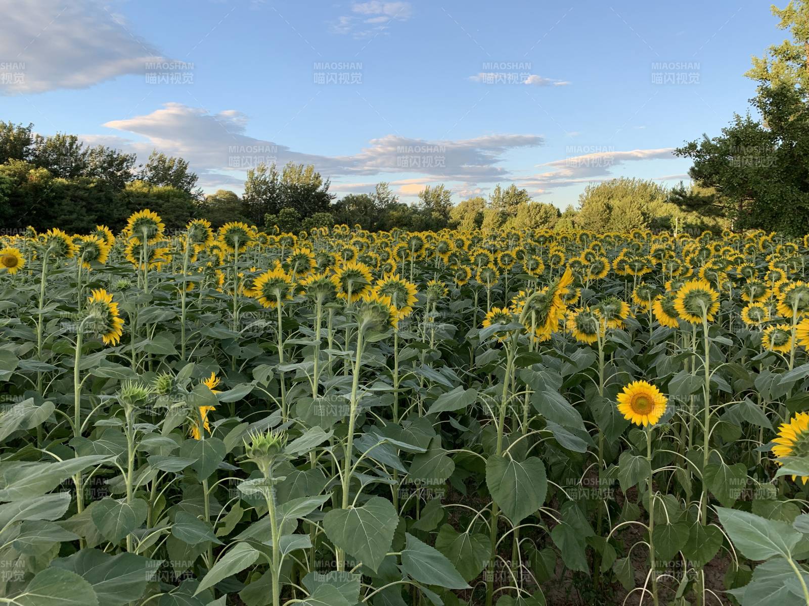向日葵花海迎夕阳图片