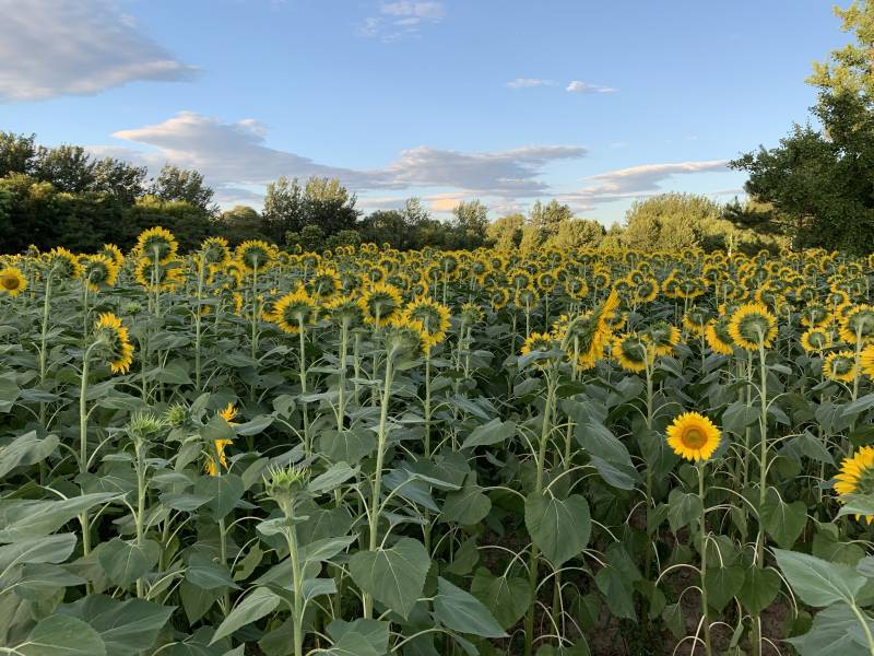 向日葵花海迎夕阳图片
