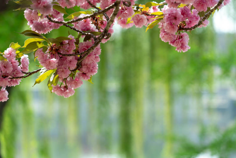 春日粉樱绽放枝头图片