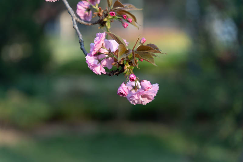春日粉樱枝头绽放图片