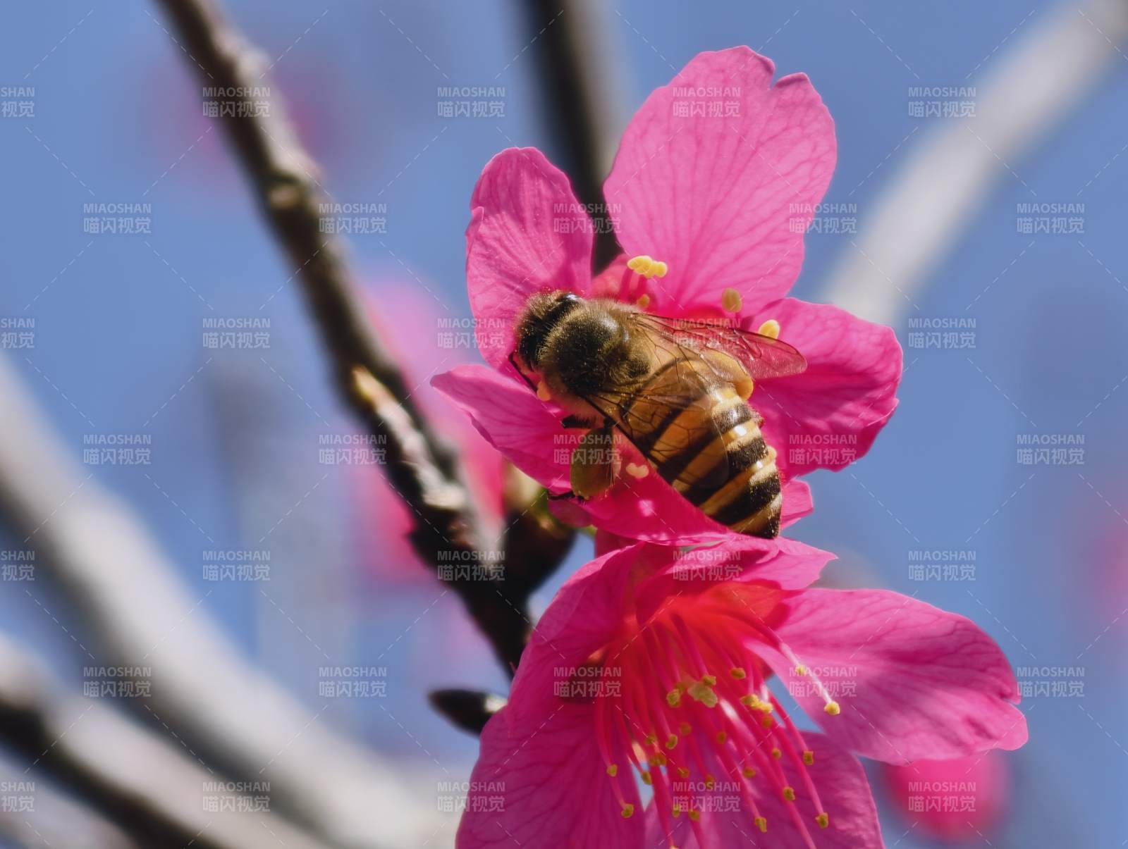 蜂采粉红花 春意正浓时图片