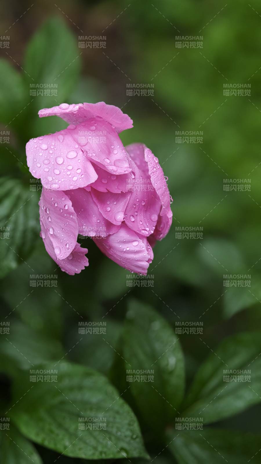 雨后粉芍药 珠泪缀花瓣图片