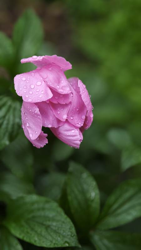 雨后粉芍药 珠泪缀花瓣图片
