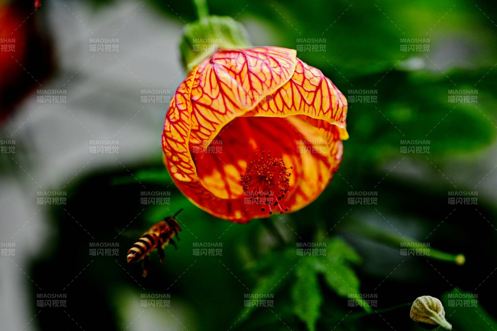 蜂恋橙花 自然之吻图片