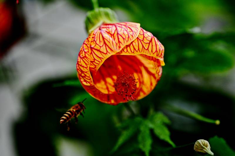 蜂恋橙花 自然之吻图片