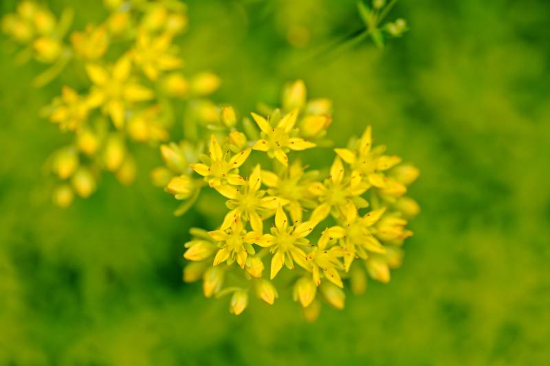 黄花簇拥绿意浓图片