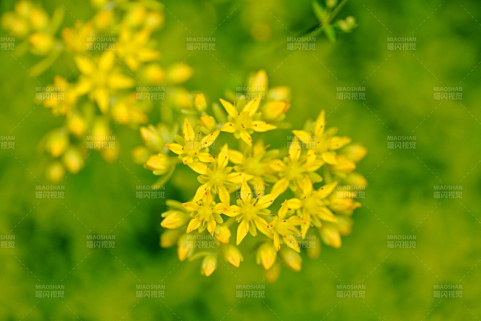 黄花簇拥绿意浓图片