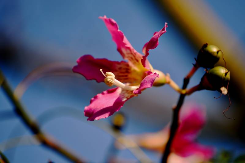 粉花绽放 蓝天映衬美图片