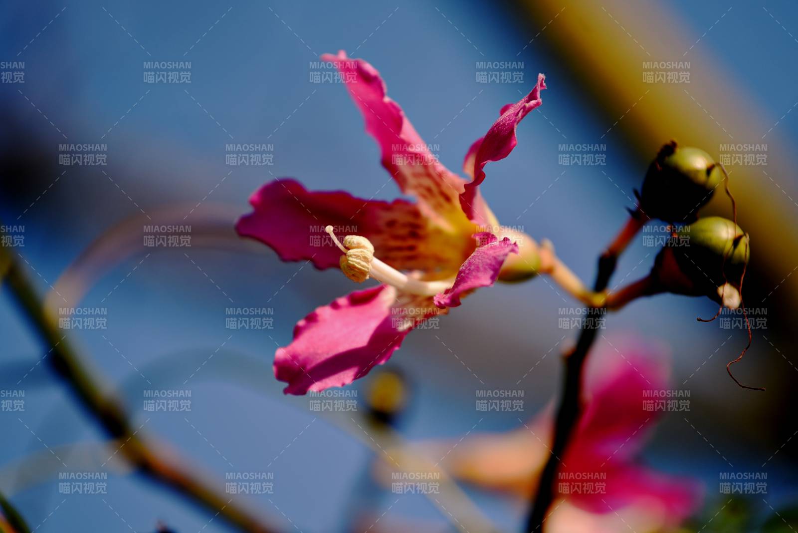 粉花绽放 蓝天映衬美图片