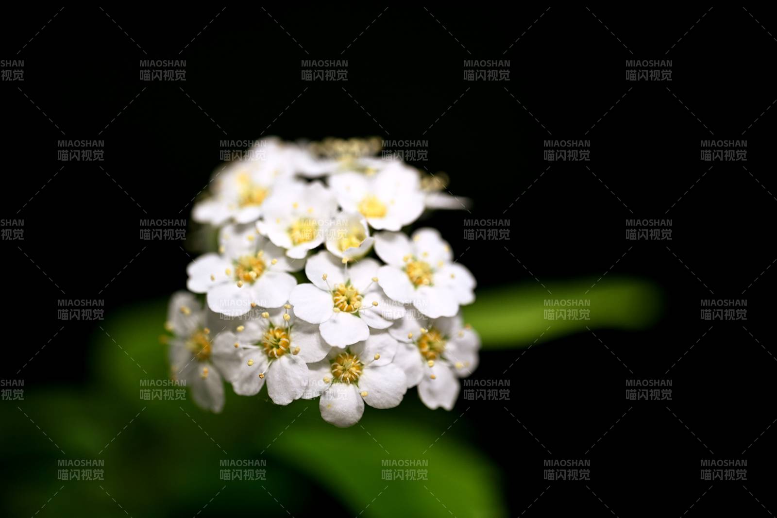 白花簇拥 暗夜绽放图片