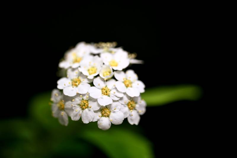 白花簇拥 暗夜绽放图片
