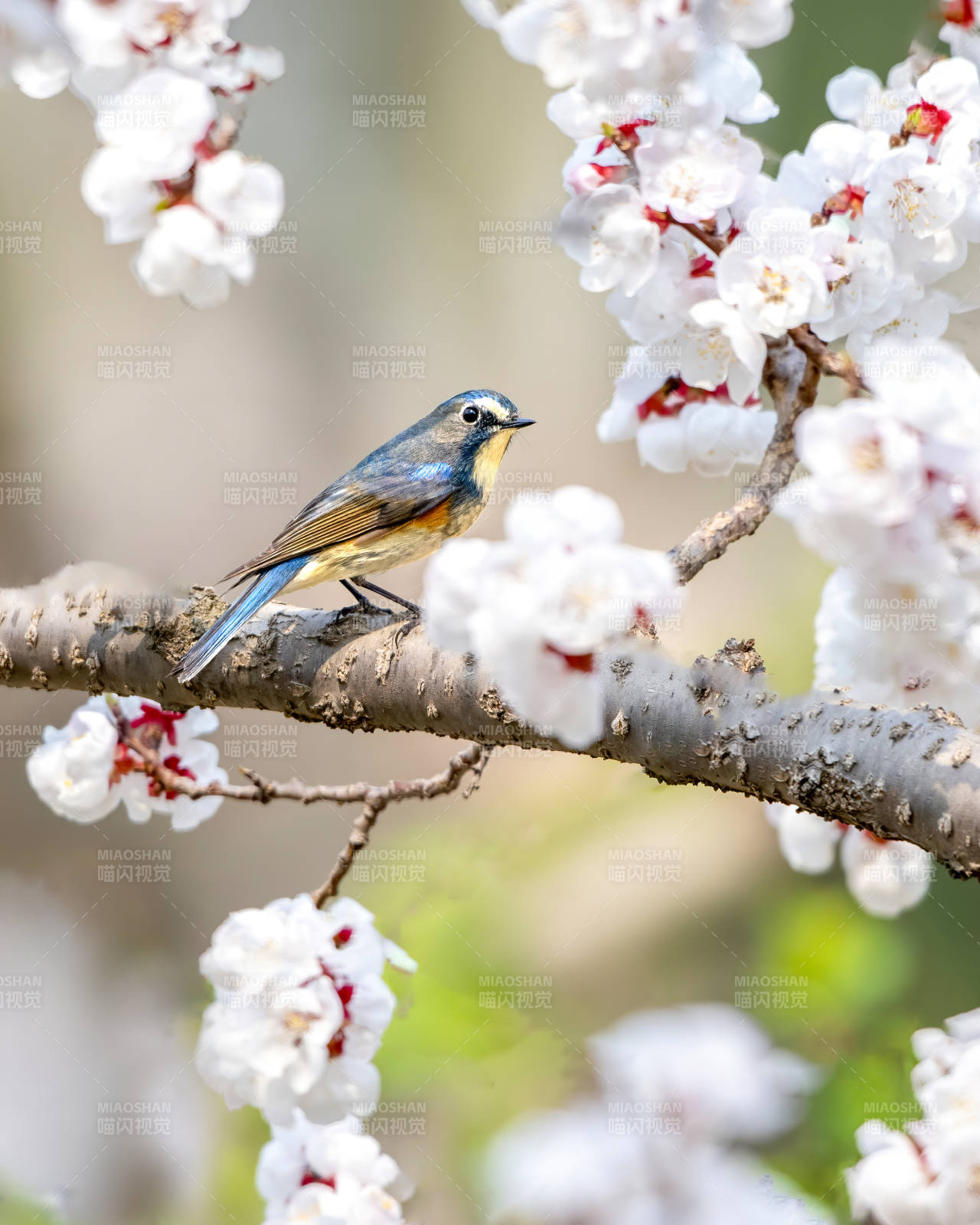 花枝蓝鸟春意浓图片