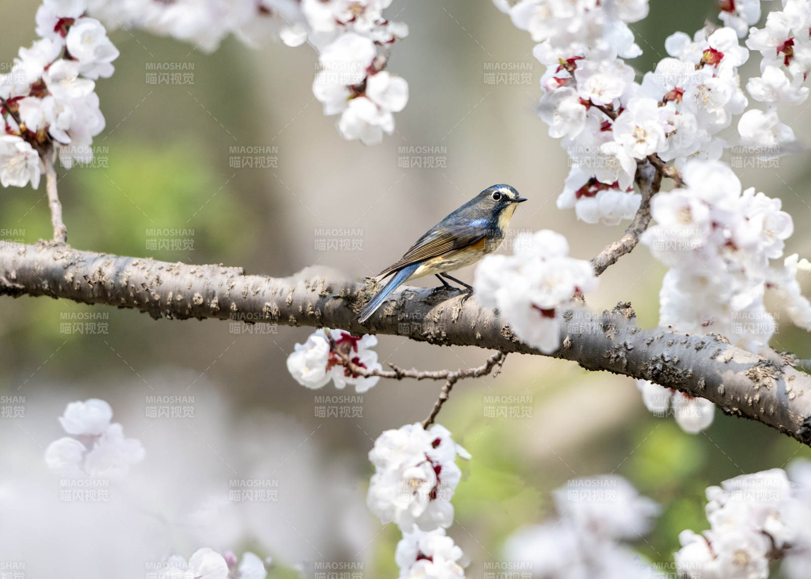 花枝上的蓝尾小鸟图片