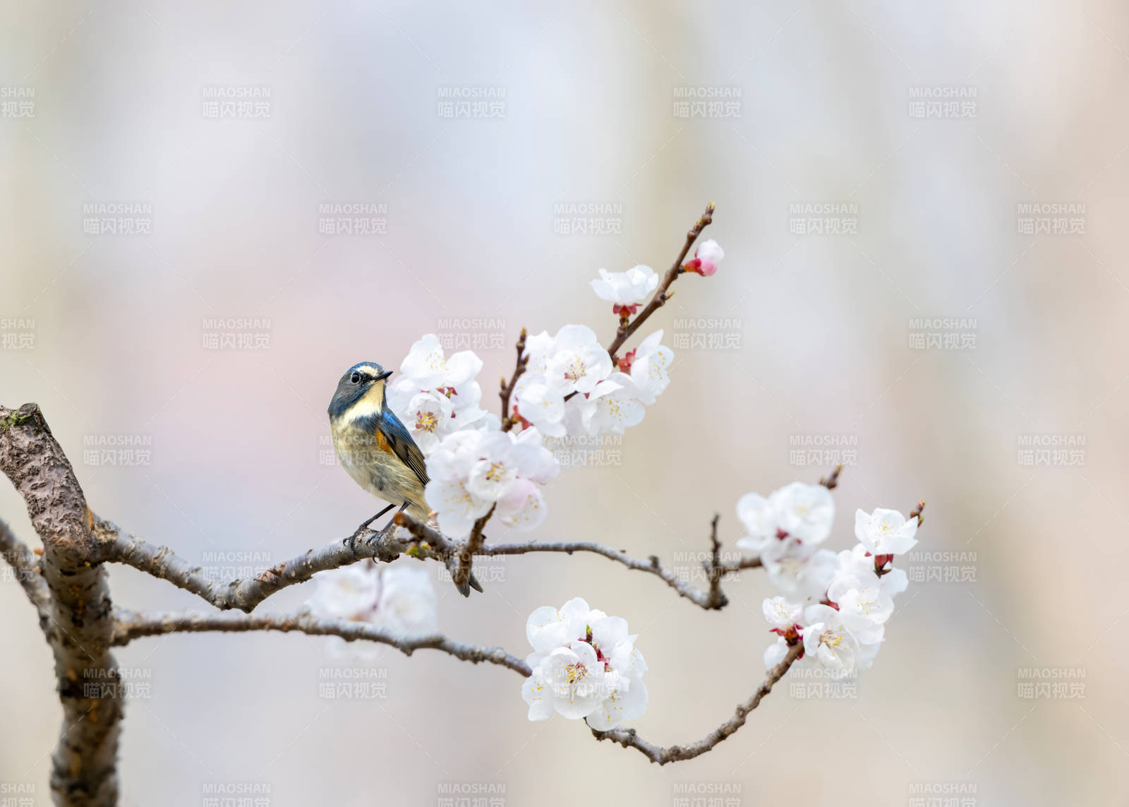 花枝栖蓝鸟 春意盎然时图片