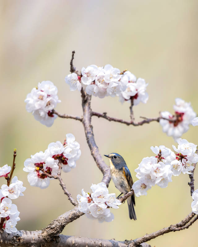 花枝栖鸟 春意盎然图片