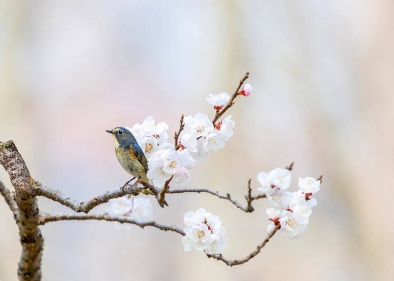 花枝栖蓝鸟 春意盎然时图片