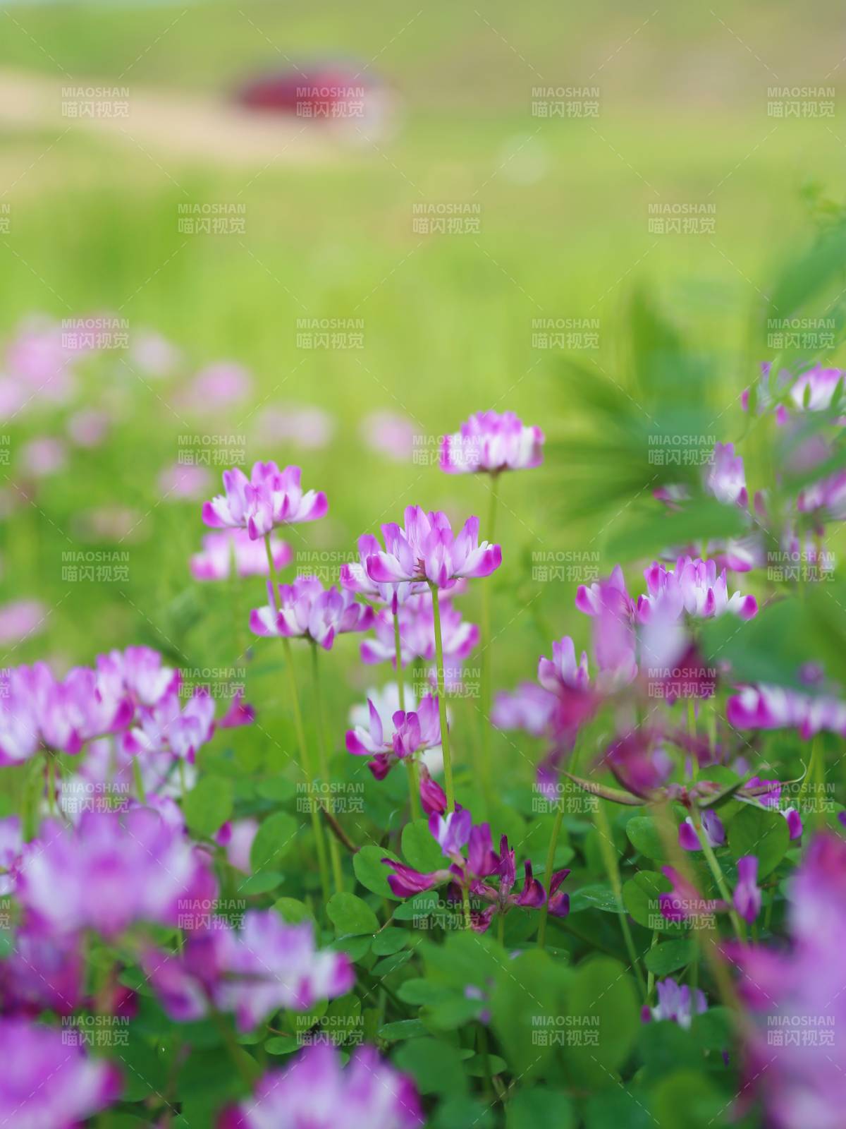 紫花满野 春意盎然图片