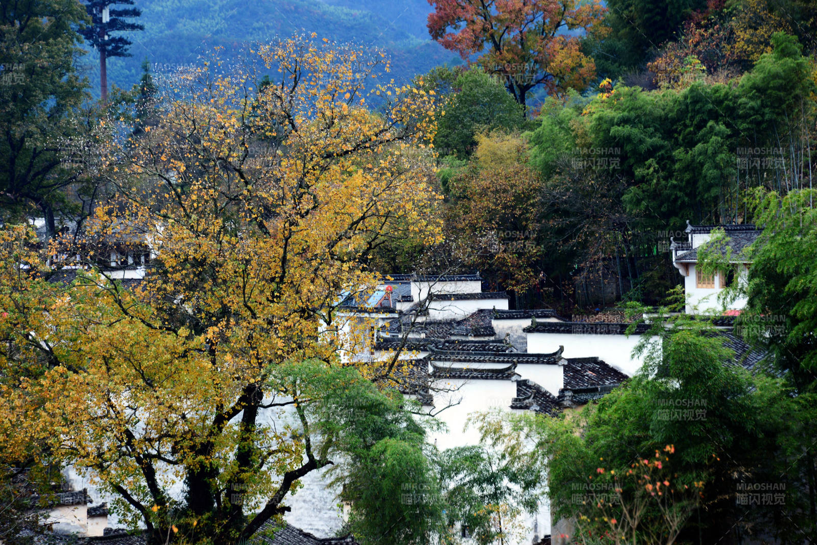 秋色古村 白墙黛瓦隐山林图片