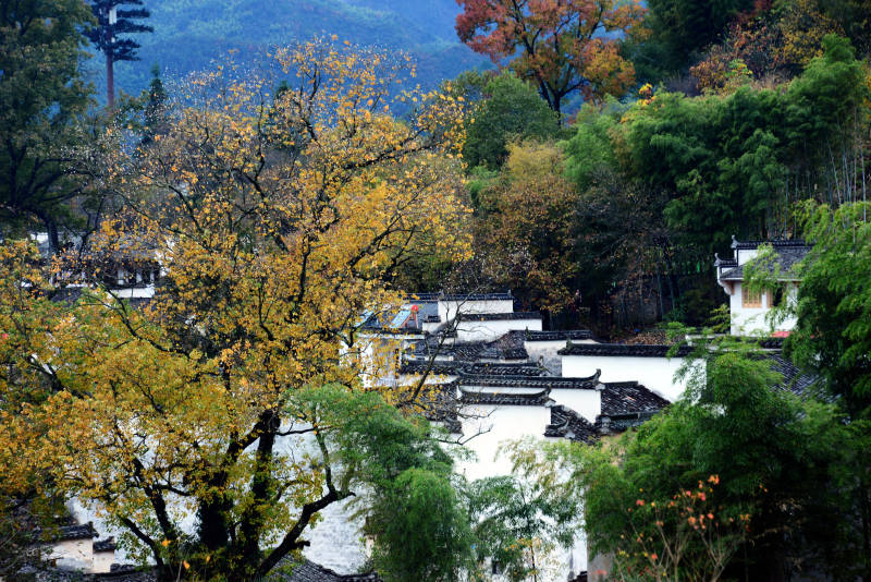 秋色古村 白墙黛瓦隐山林图片
