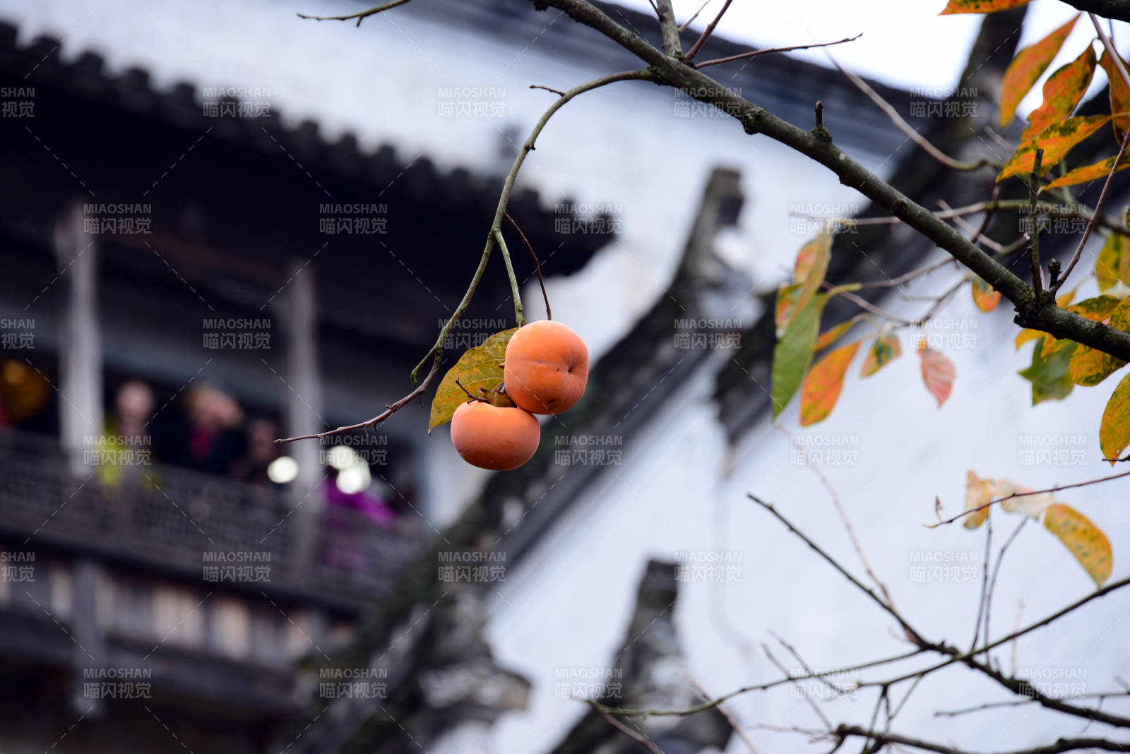 古建枝头柿子红图片