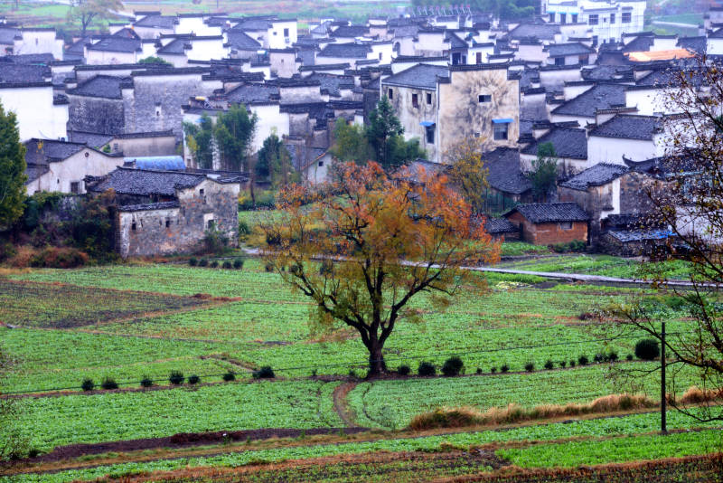 古村秋色 树影斑驳田园静图片