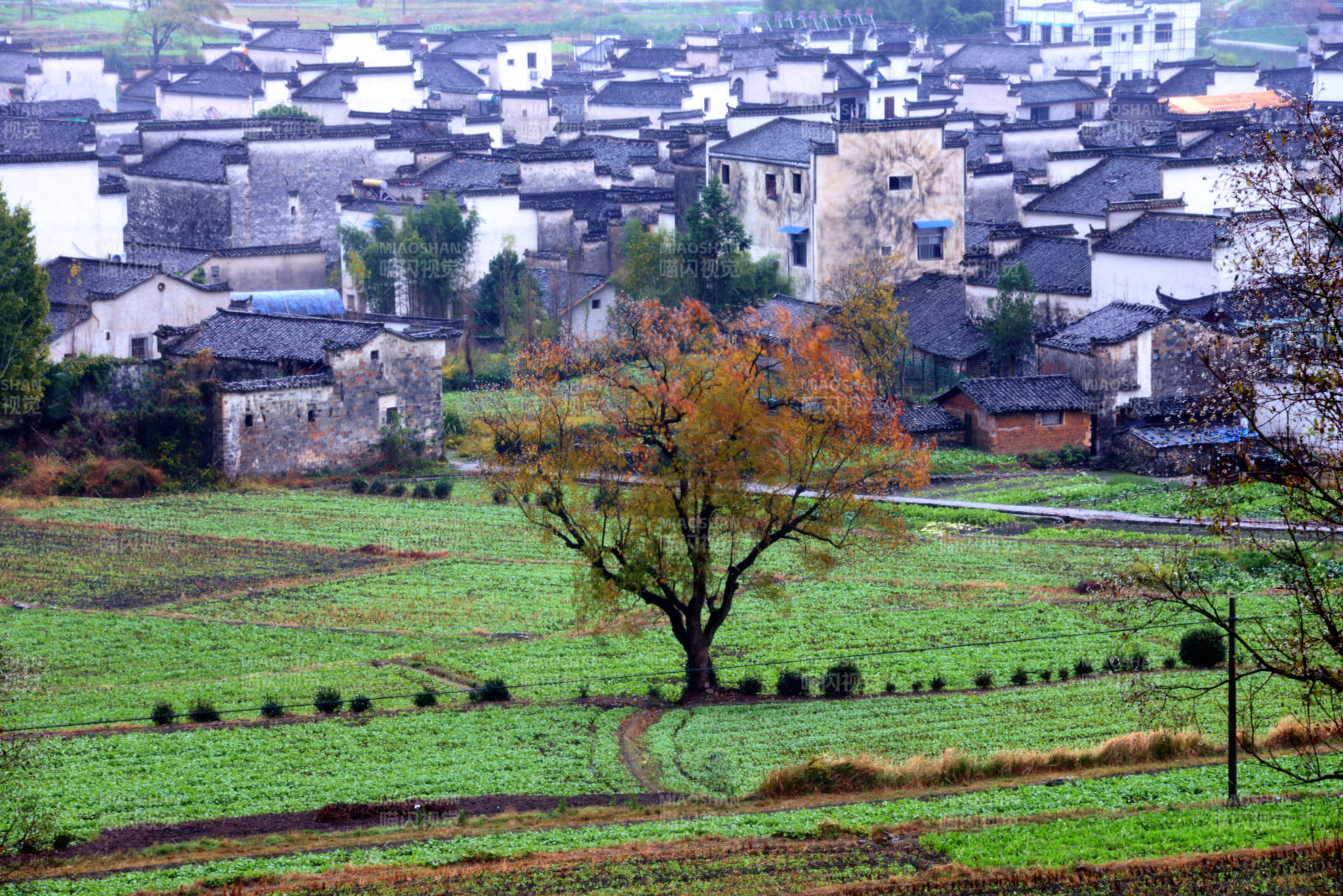 古村秋色 树影斑驳田园静图片