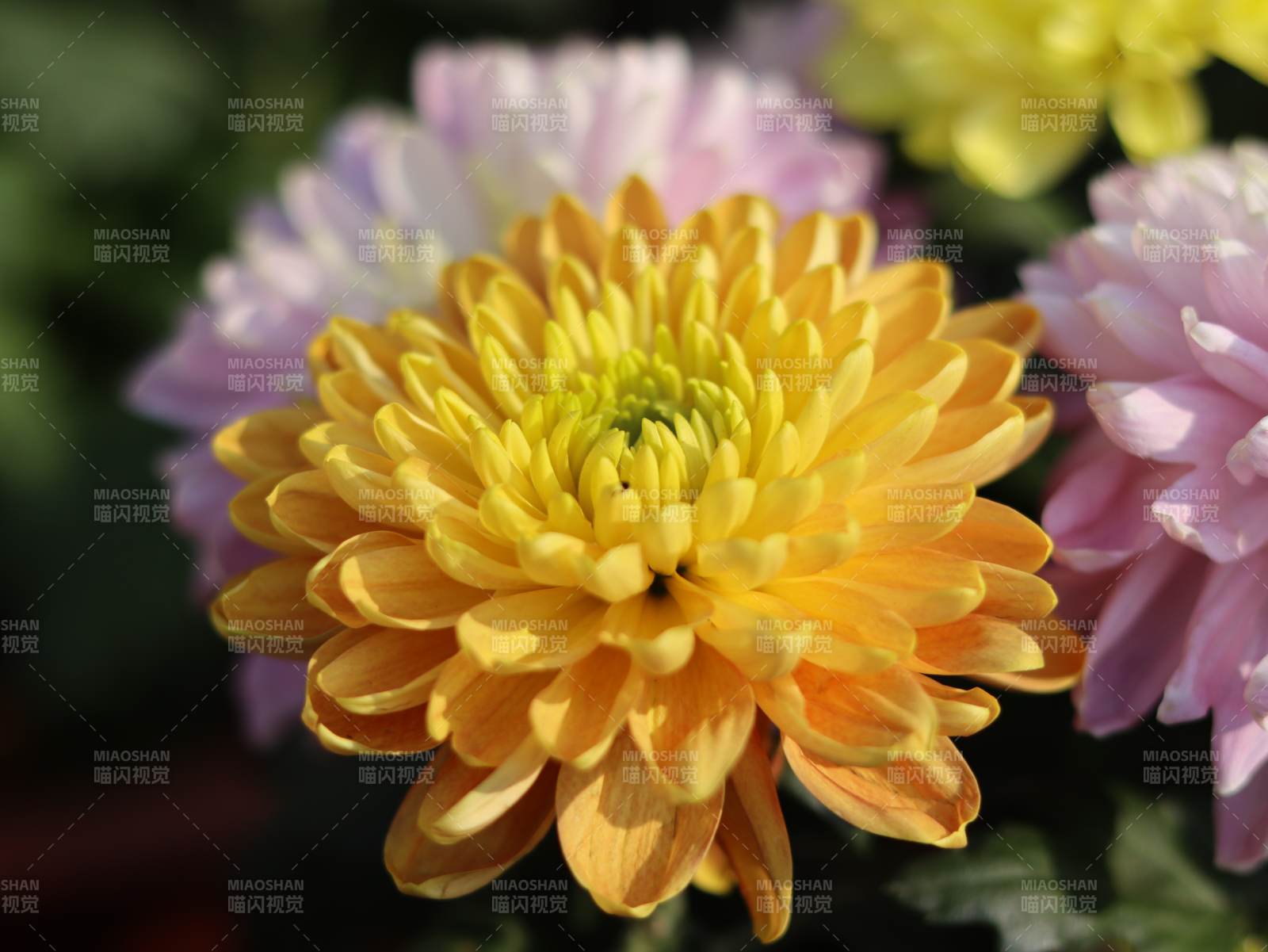 金黄菊花绽放 粉紫相伴图片