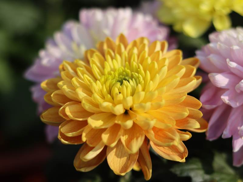 金黄菊花绽放 粉紫相伴图片