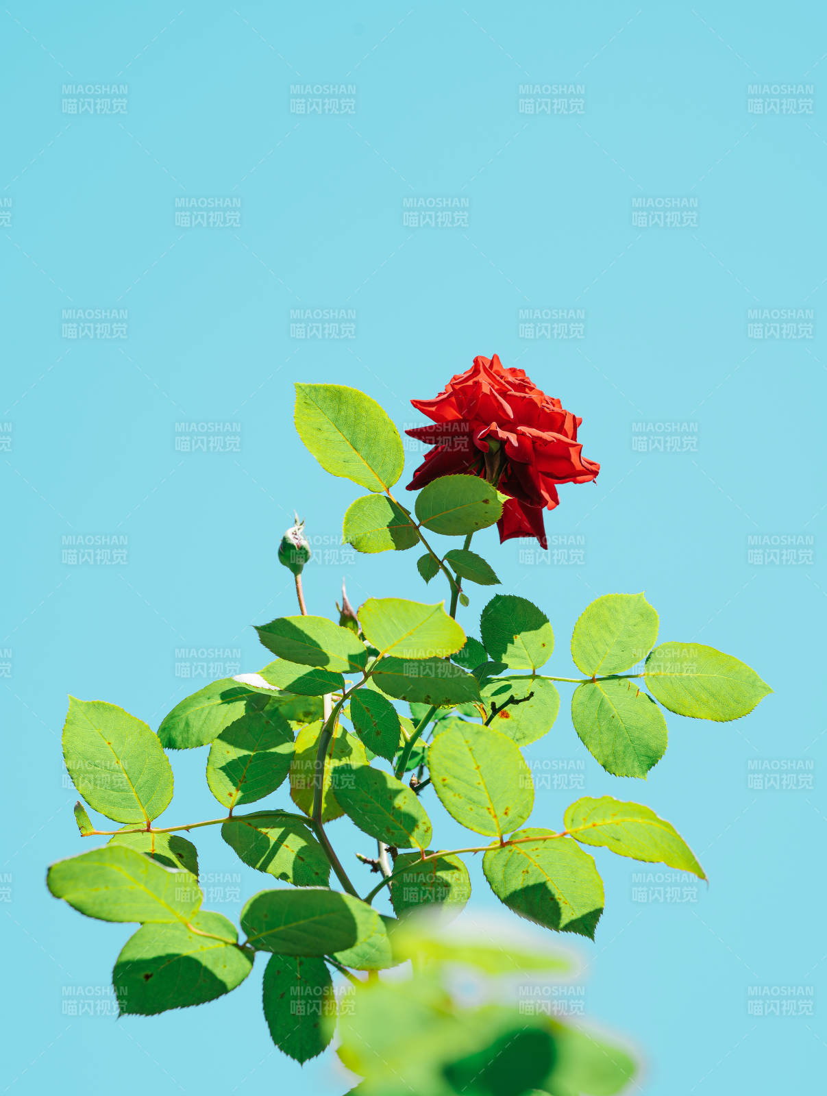 红玫瑰映蓝天 绿叶相伴美如画图片