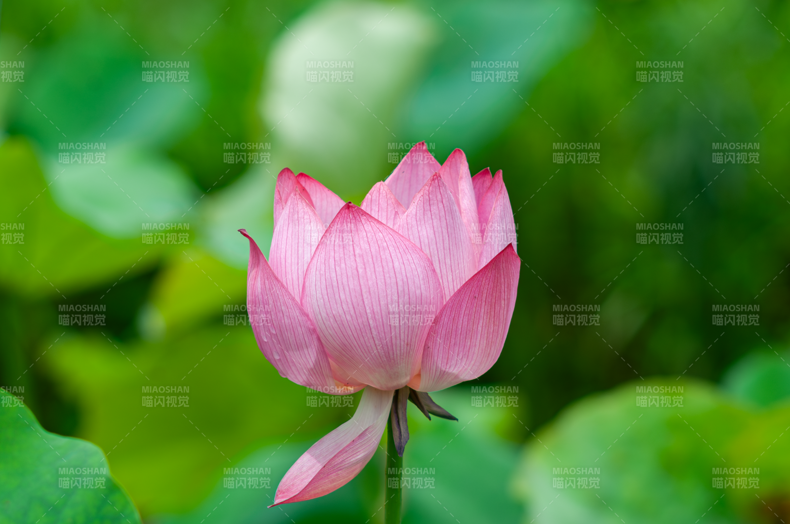 粉莲绽放 绿叶映衬美图片