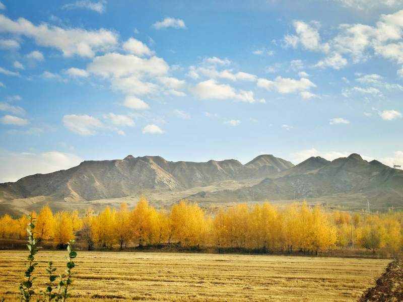 秋山金林映蓝天图片