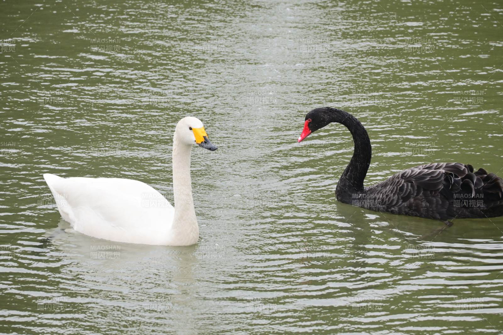 黑白天鹅湖中对望图片