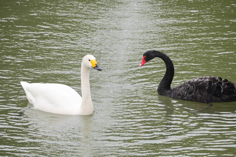 黑白天鹅湖中对望图片
