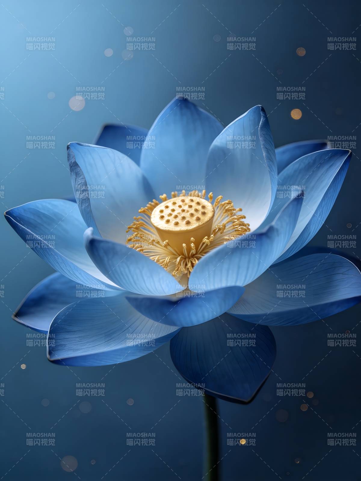 蓝莲绽放 金蕊映梦图片