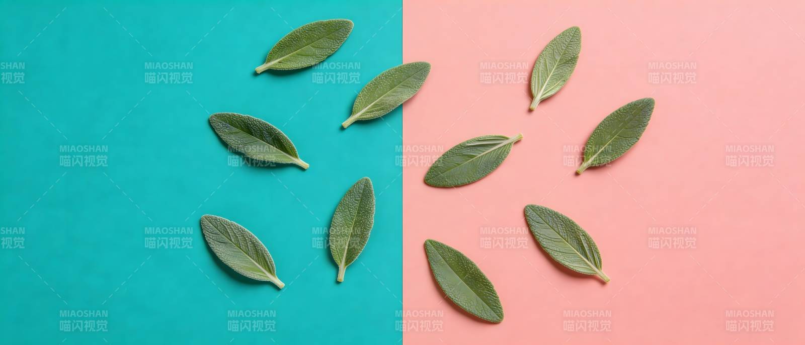 绿叶分置蓝粉背景上图片