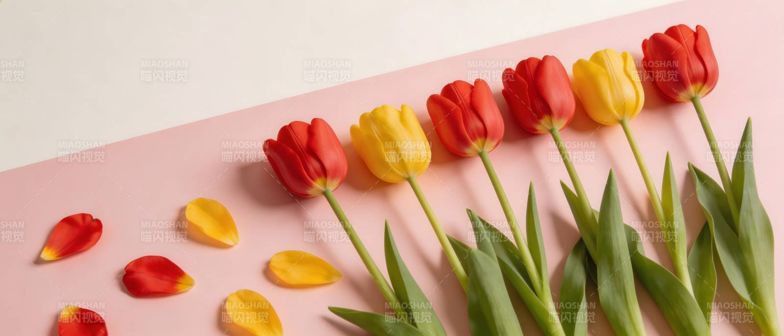 红黄郁金香斜排粉背景图片