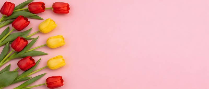 粉背景红黄郁金香花束图片